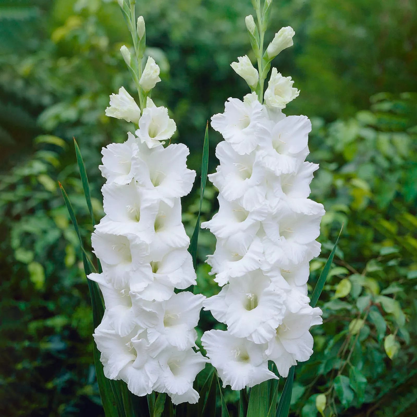 White Polar Bear Gladiolus Flower 30 Bulbs - £26.16 GBP