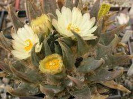 Ariocarpus trigonus v minimus Living rock cactus - £3.92 GBP