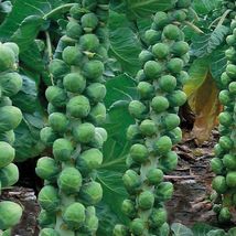 400 Seeds Brussels Sprouts - £7.98 GBP
