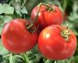 120 Seeds Homestead Tomato Seeds Heirloom Non Gmo Organic Drought Resist... - $8.99