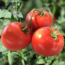 120 Seeds Homestead Tomato Seeds Heirloom Non Gmo Organic Drought Resistent Fast - £7.18 GBP