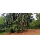 ADW 10 Himalayan Spruce Tree Seeds Picea Smithiana Weeping Fast Growing - €11,23 EUR