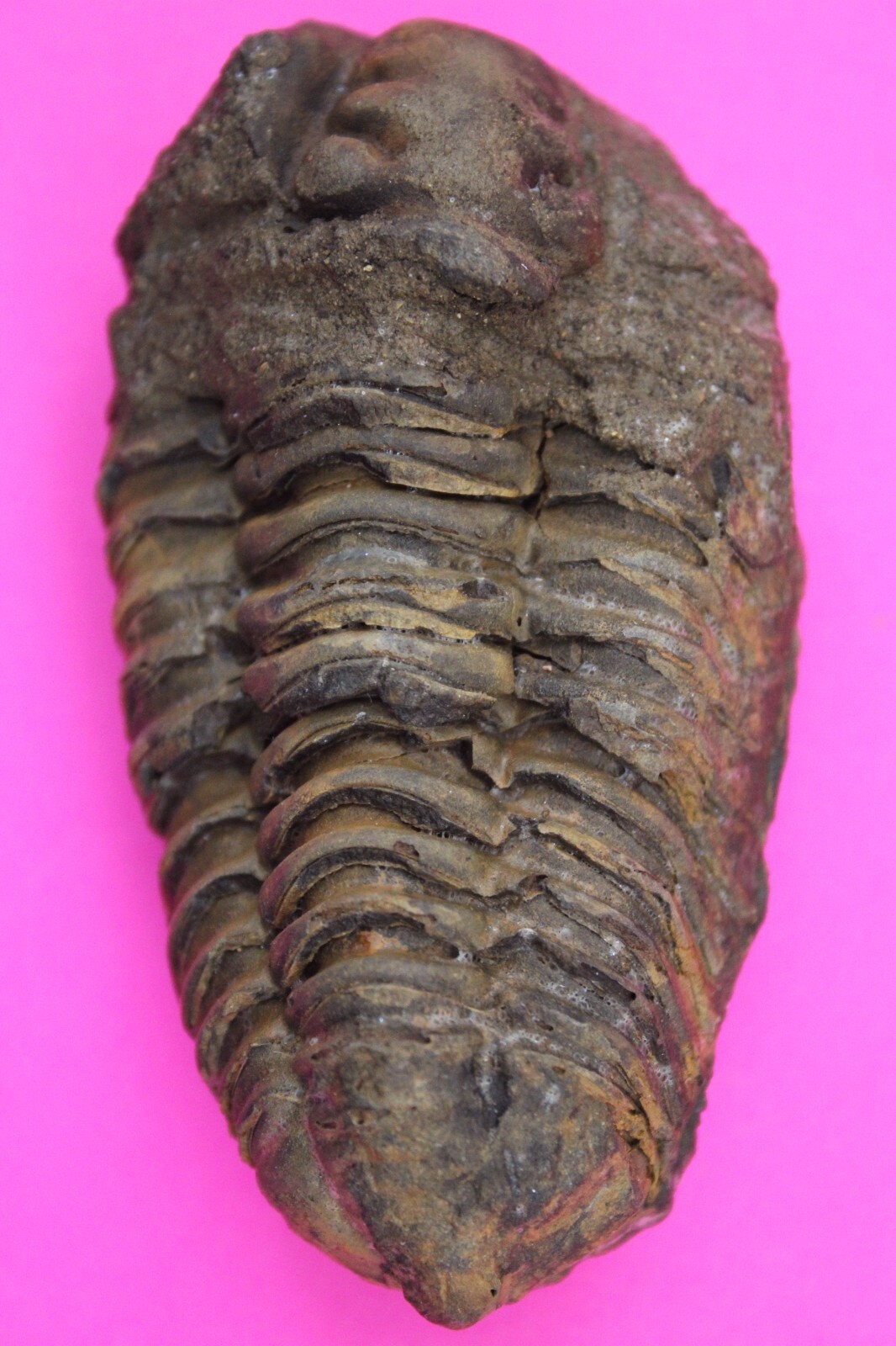 Trilobite Fossil 450 Million Years Old Morroco Guaranteed Real Dino Girl... - $29.99