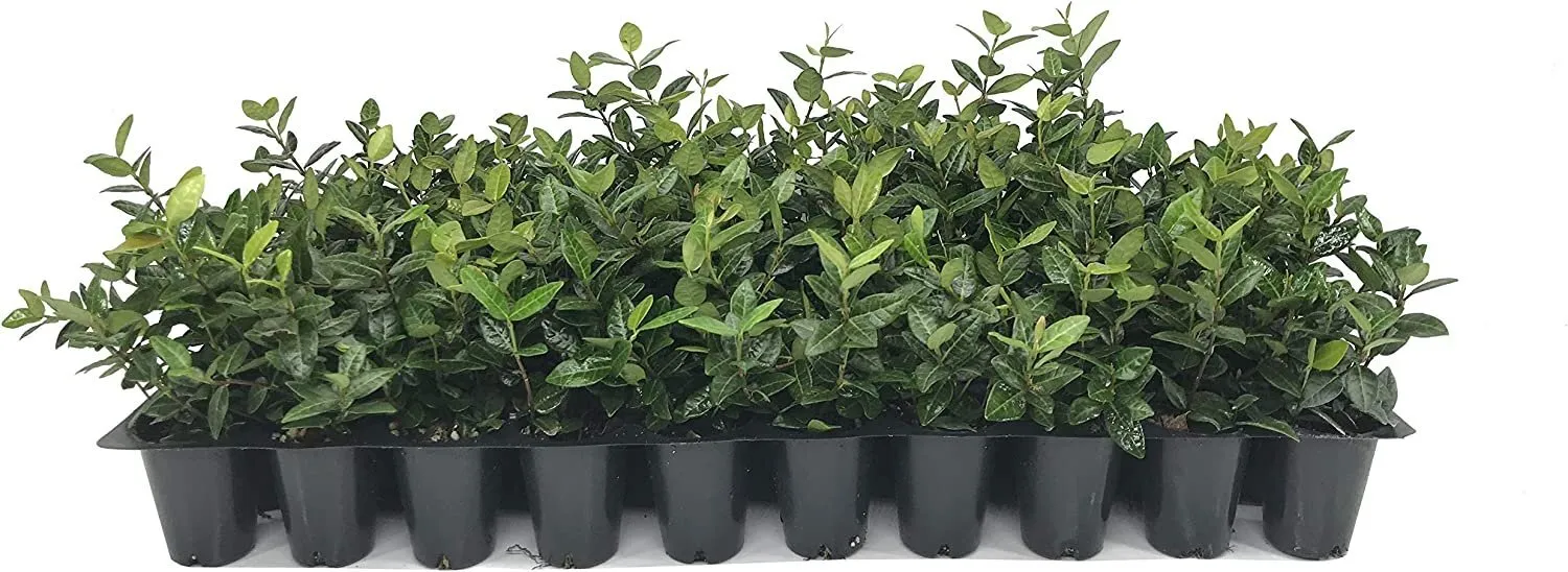 Asiatic Jasmine Minima Live Plants Trachelospermum Asiaticum Drought - $40.77