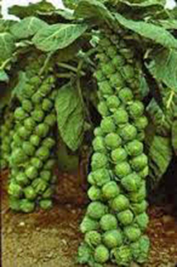 BRUSSEL SPROUT SEED, CATSKILL, HEIRLOOM, ORGANIC, NON GMO, 500 SEEDS, SPROUTS - £7.37 GBP