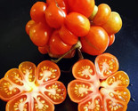LWK 50 Seeds Reisetomate Tomato Tomatoe Vegetable Easy Grow - $13.32