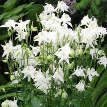 Columbine Crystal Star White Pollinators Part Sun 100 Seeds US Fast Ship... - $8.86