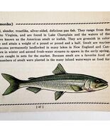 Smelt 1939 Fresh Water Fish Art Gordon Ertz Color Plate Print PCBG20 - €25,75 EUR