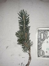 Lot of ~10~ Black Hills Spruce 5&quot; -9&quot; TALL Evergreen Tree Seedlings! Slo... - $67.90