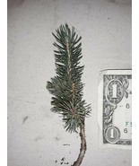 Lot of ~10~ Black Hills Spruce 5" -9" TALL Evergreen Tree Seedlings! Slow Growth - $67.90