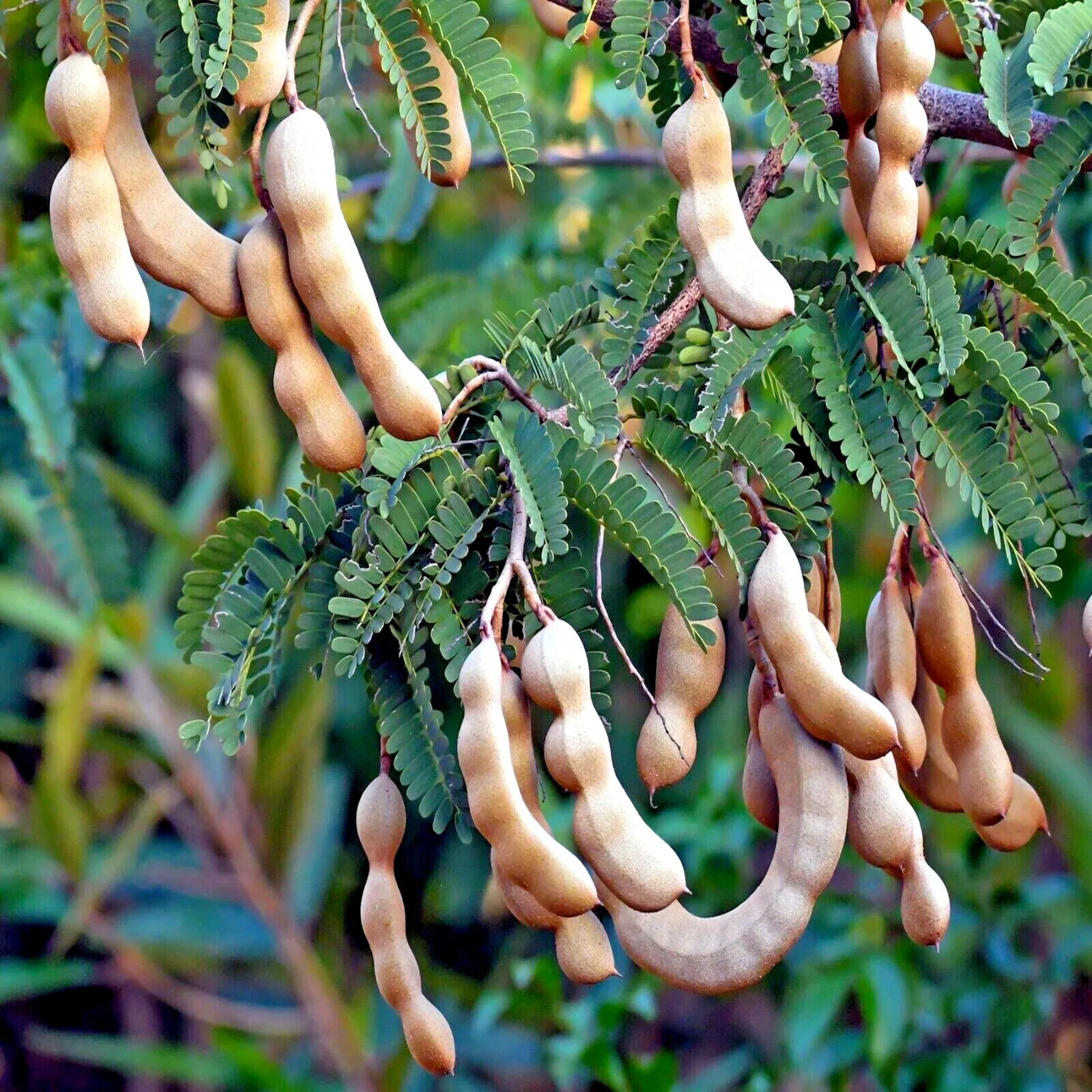 Easy Grow - 10 Tamarind Tree Seeds Tamarindus Tropical Fruit Plant, Bonsai - $11.93