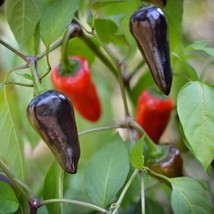 USA Seller Purple Jalapeno Pepper Seeds Pack Of 10 - £6.73 GBP