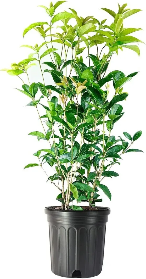 Fragrant Tea Olive Shrub Extra Large 3 Gallon Plant - £75.97 GBP