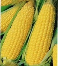 BPA 60 Seeds Yellow Corn Early &#39;Xtra Sweet&#39; Zea Mays Vegetable From USA - £7.84 GBP