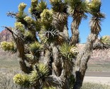 Yucca Brevifolia Jaegeriana Hardy Joshua Tree Yucca Hardy 5 seeds Fresh ... - $17.96
