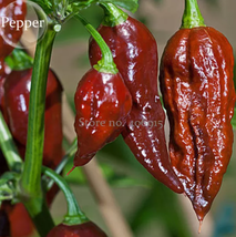 Bhut jolokia Indian Dark Red Naga Jolokia Pepper, 10 seeds, the ghost pe... - £9.09 GBP