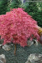 GIB 10 Seeds Easy To Grow Pink Japanese Ghost Maple Tree Seeds R Hulled ... - $9.00