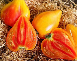 50 Seeds Orange Oxheart Tomato Vegetable Garden - £7.76 GBP