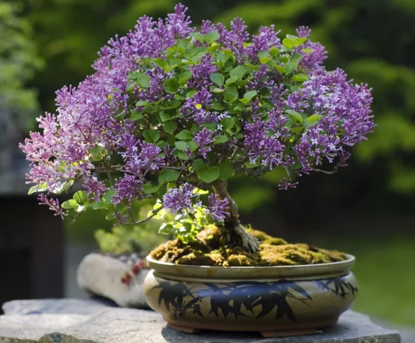 Fresh 30 Purple Lilac Bonsai Seeds Grow Stunning Purple Blooming Bonsai Tree Gar - £13.21 GBP