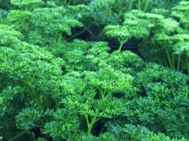 400 Moss Curled Parsley Seeds Fresh Harvest  - £8.86 GBP