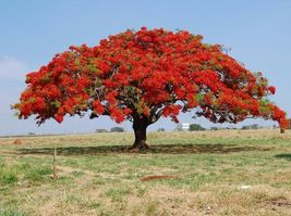 Jacaranda Mimosifolia ( Flamboyan Red) Tree Live 4&#39;&#39;-8&#39;&#39; (Delonix Regia) - £50.31 GBP