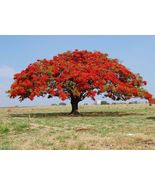 Jacaranda Mimosifolia    ( FLAMBOYAN RED) TREE LIVE 4&#39;&#39;-8&#39;&#39; (Delonix regia) - £50.31 GBP
