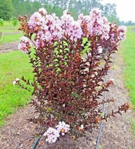 LWSTORE 25 Delta Moonlight Crepe Myrtle Seeds Lagerstroemia Delta Moonli... - $11.43