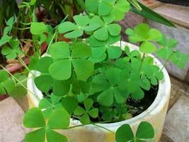 Four Leaf Clover - Green Colors, 200 SEEDS D - $14.35