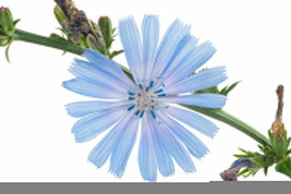 1000+ Chicory Seeds  Blue Dandelion  Perennial Medicinal Herb &amp; Coffee Subst. - £7.60 GBP
