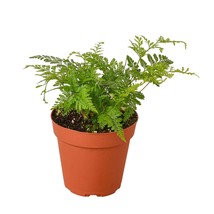 Rabbit&#39;s Foot Fern-4&quot; Pot - $32.49