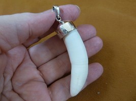 g968-35-22) Big 2-5/8&quot; GATOR Alligator Tooth Teeth SILVER CAPPED pendant... - $158.00