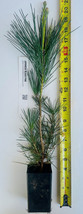 Japanese Black Pine  14&quot; - 24&quot;  Tall 2+ Year Old Tree  Great Bonsai or L... - £29.24 GBP+
