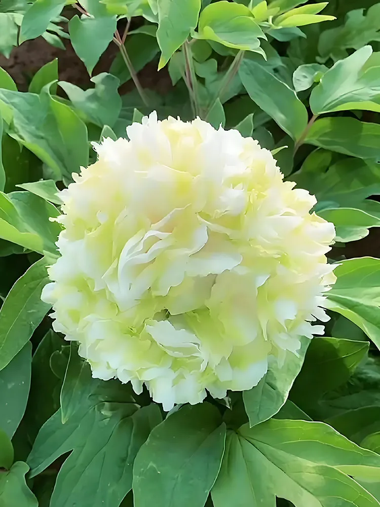  20 Fragrant Rising Sun Peony Seeds - Creamy White with Pale Green - £6.22 GBP