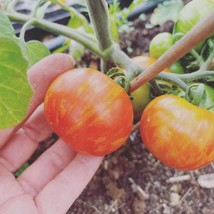 Tigerella Tomato Seeds - 5 Pack, Rare &#39;Strawberry Tiger&#39; Heirloom Variety, Perfe - £5.64 GBP