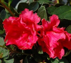 1 pcs Red Ruffle Azalea Live Plant Full Gallon Pot - £54.10 GBP