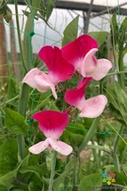 HS  50+ Little Red Riding Hood Sweet Pea Seeds For Garden - USA  - £5.35 GBP