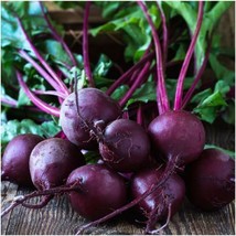 Beet Seeds Early Wonder Tall Top 100 Ct Vegetable Garden NON-GMO  - £3.05 GBP