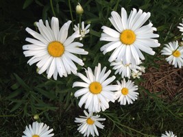 SEED- Shasta Daisy  She Loves Me, She Loves Me Not- Perennial  Chrysanth... - $3.40+
