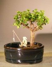 Baby Jade Bonsai Tree  Land/Water Pot - Small  (Portulacaria Afra)  - $39.95