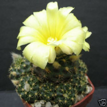 Frailea grahliana exotic color cacti rare cactus flower bonsai seed 100 SEEDS - £15.17 GBP