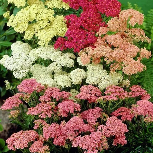 50 Seeds Yarrow Colorado Mix - £7.66 GBP