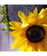SEPTH Black Oil Sunflower 30 Seeds 2 Grams C6 - $8.97