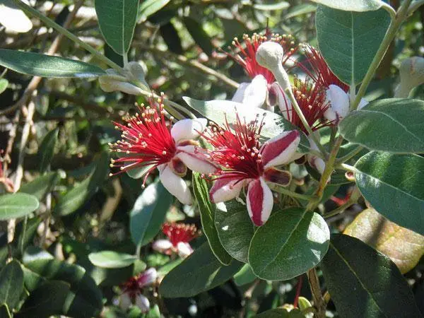 Feijoa Sellowiana Feijoa Pineapple Guava Guavasteen 10 Seeds Fresh Garden - £14.05 GBP