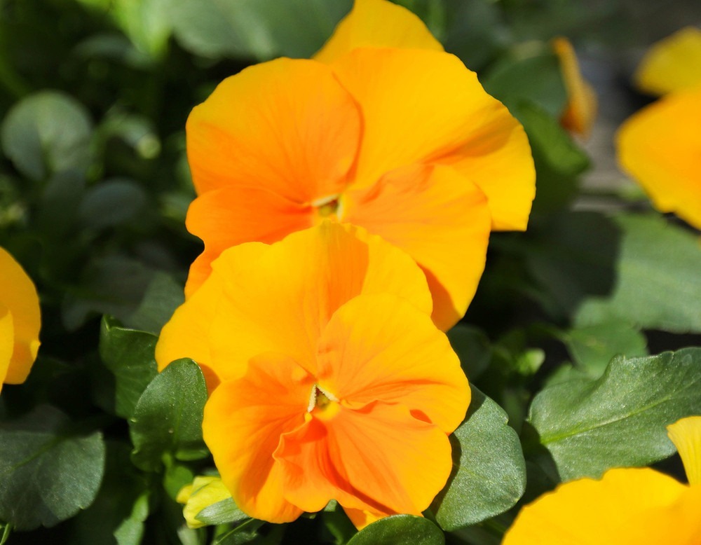 Halo Golden Yellow Hardy Violet Perennial, Viola, Quart Pot - $33.99