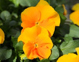 Halo Golden Yellow Hardy Violet Perennial, Viola, Quart Pot - €29,72 EUR