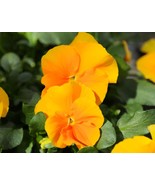 Halo Golden Yellow Hardy Violet Perennial, Viola, Quart Pot - $33.99