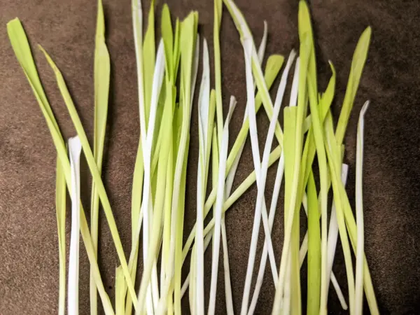 50 Variegated Cat Grass White &amp; Green Pet Grass Catgrass Triticum Aestiv... - £6.41 GBP
