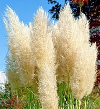  Ivory Pampas Grass Everlasting Pampas Flower Tall Plume Grass for garden - $4.86