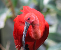 A Red Ibis Bird - 8x10 Framed Photograph - $25.00