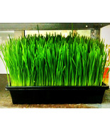 Wheatgrass Wheat/Cat Grass Sprouts 240 Seeds  From US - £5.18 GBP